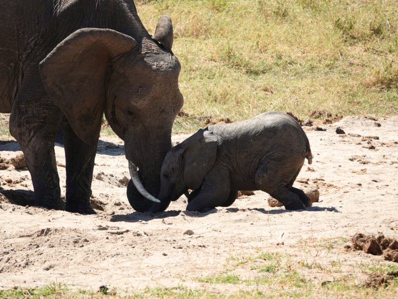 Ultieme Serengeti Safari – De grote migratie