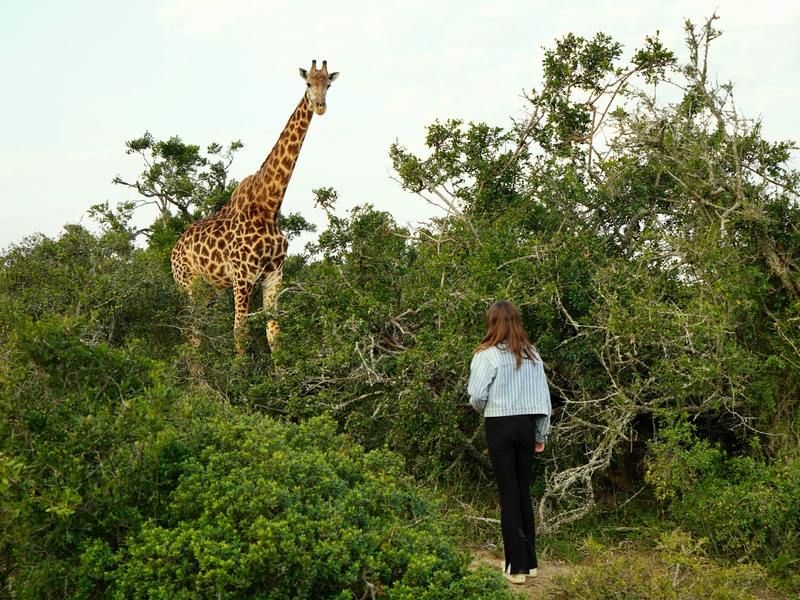 Over zebrapad naar Tafelberg