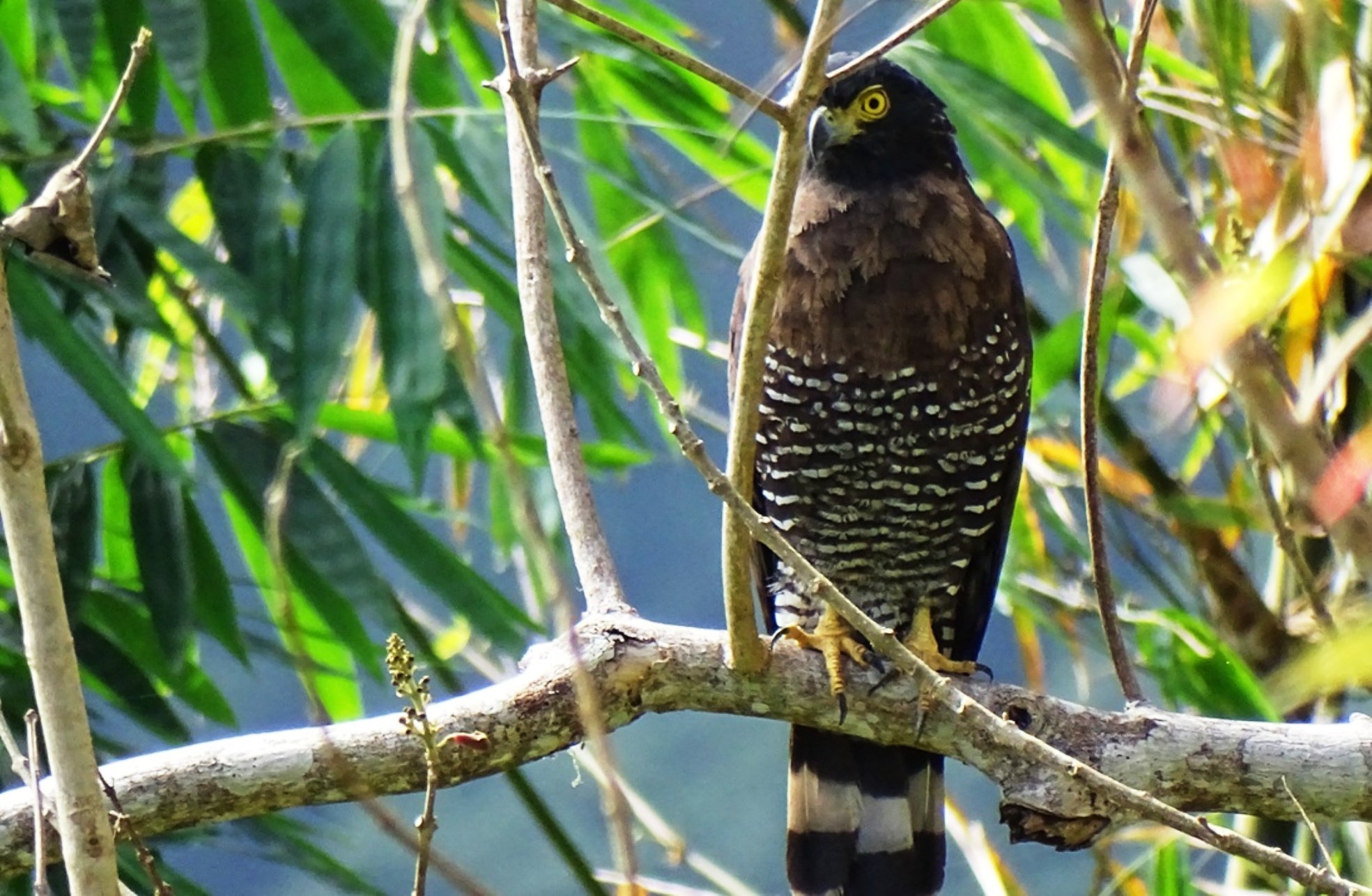 Rondreis 24 dagen trans-Sulawesi