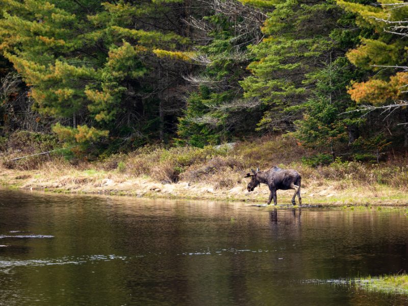 Oost-Canada met kinderen