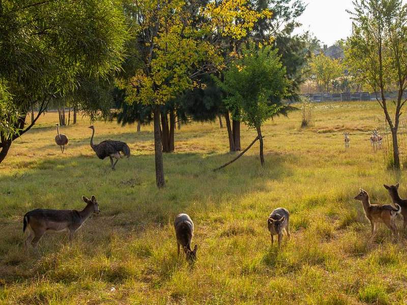 De Big-5 Zuid-Afrika familiereis