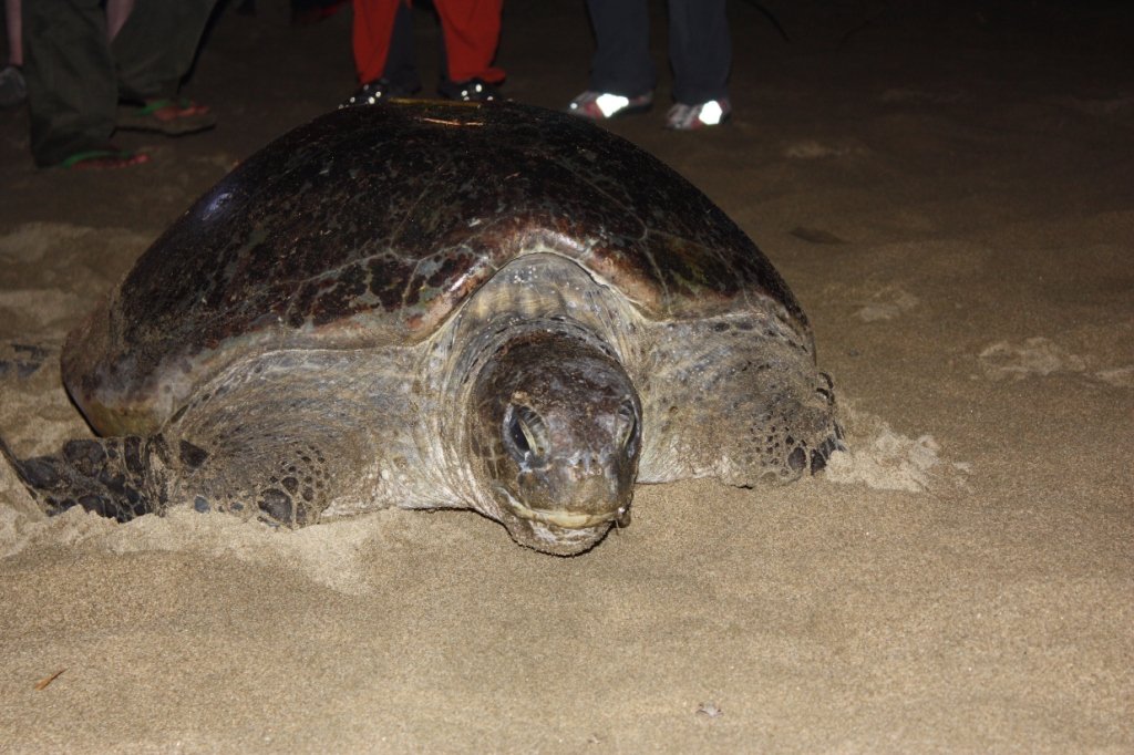 Rondreis 16 dagen midden en oost Java en Bali – Cultuur en avontuur