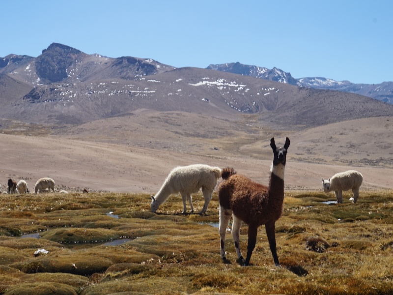 Rondreis 3: Poncho’s, panfluiten en bolhoedjes