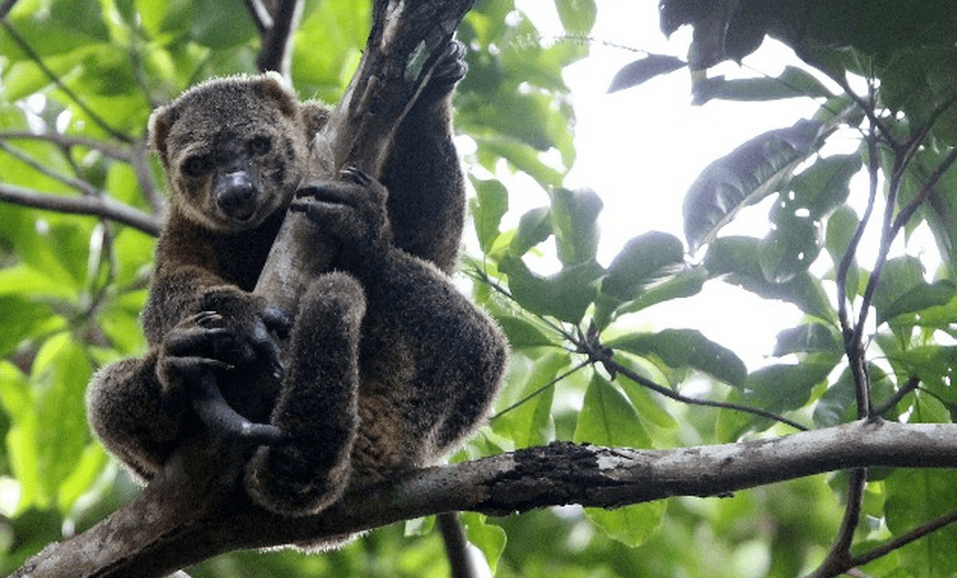 Rondreis 24 dagen trans-Sulawesi