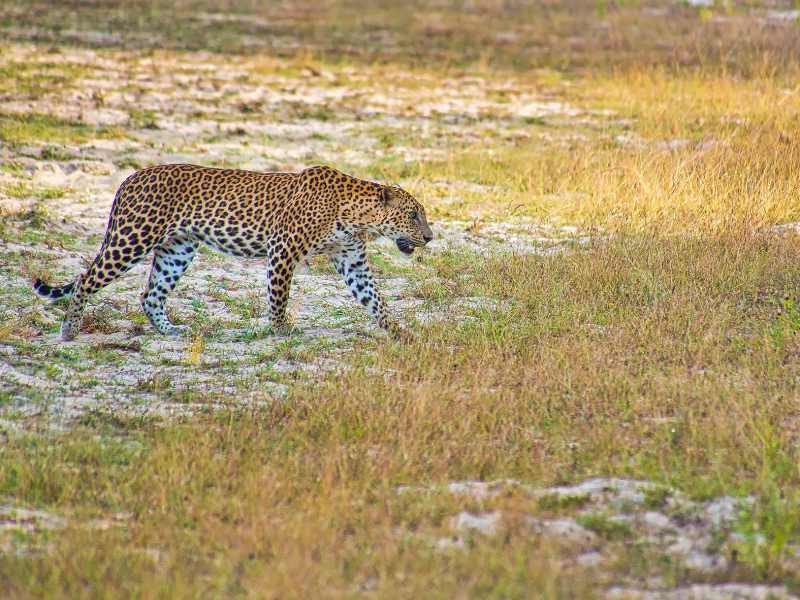 Sri Lanka: natuur en wildlife rondreis