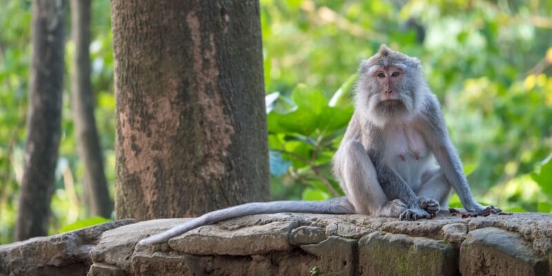 Vrijwilligerswerk op Bali