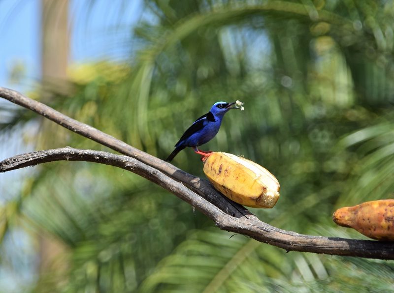 Pura vida Costa Rica