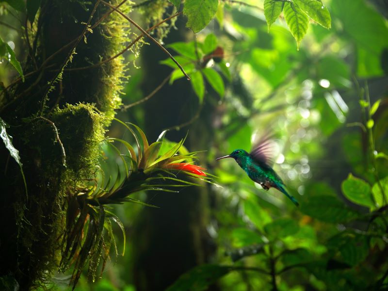 Costa Rica in 3 weken