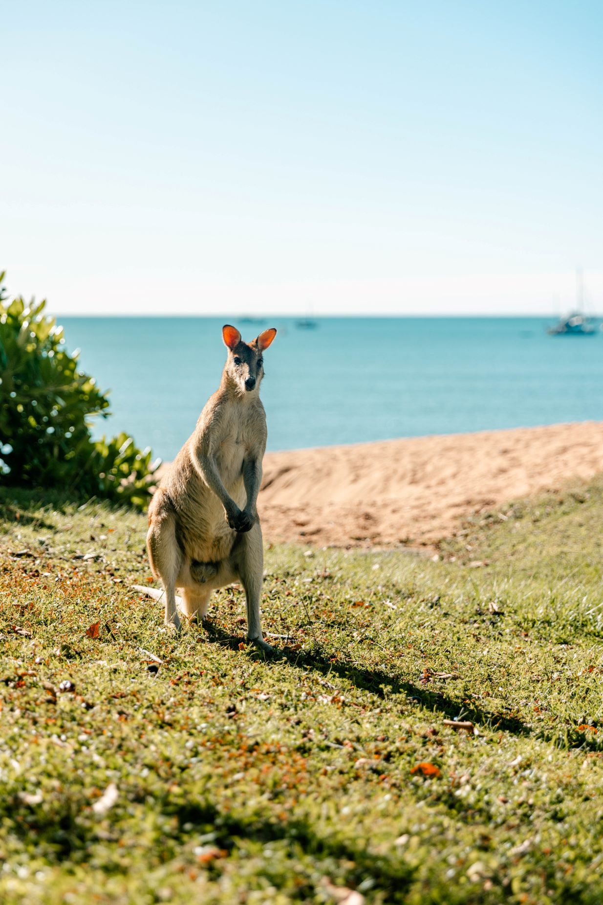 Kickstart Ultimate Oz