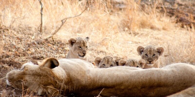 Kruger Research and Conservation