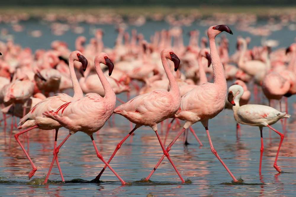 7 daagse Kenia Trails Lodge and Tented Camp groepssafari