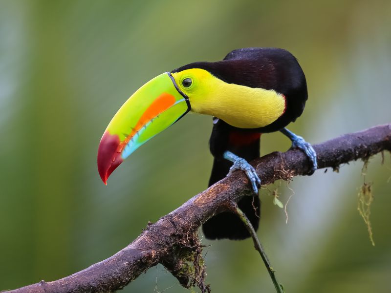 Costa Rica in 3 weken