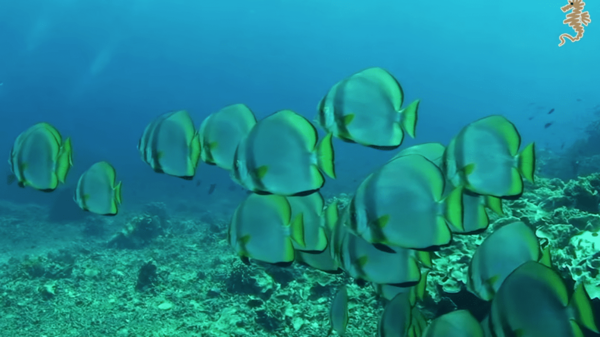 Rondreis 24 dagen trans-Sulawesi