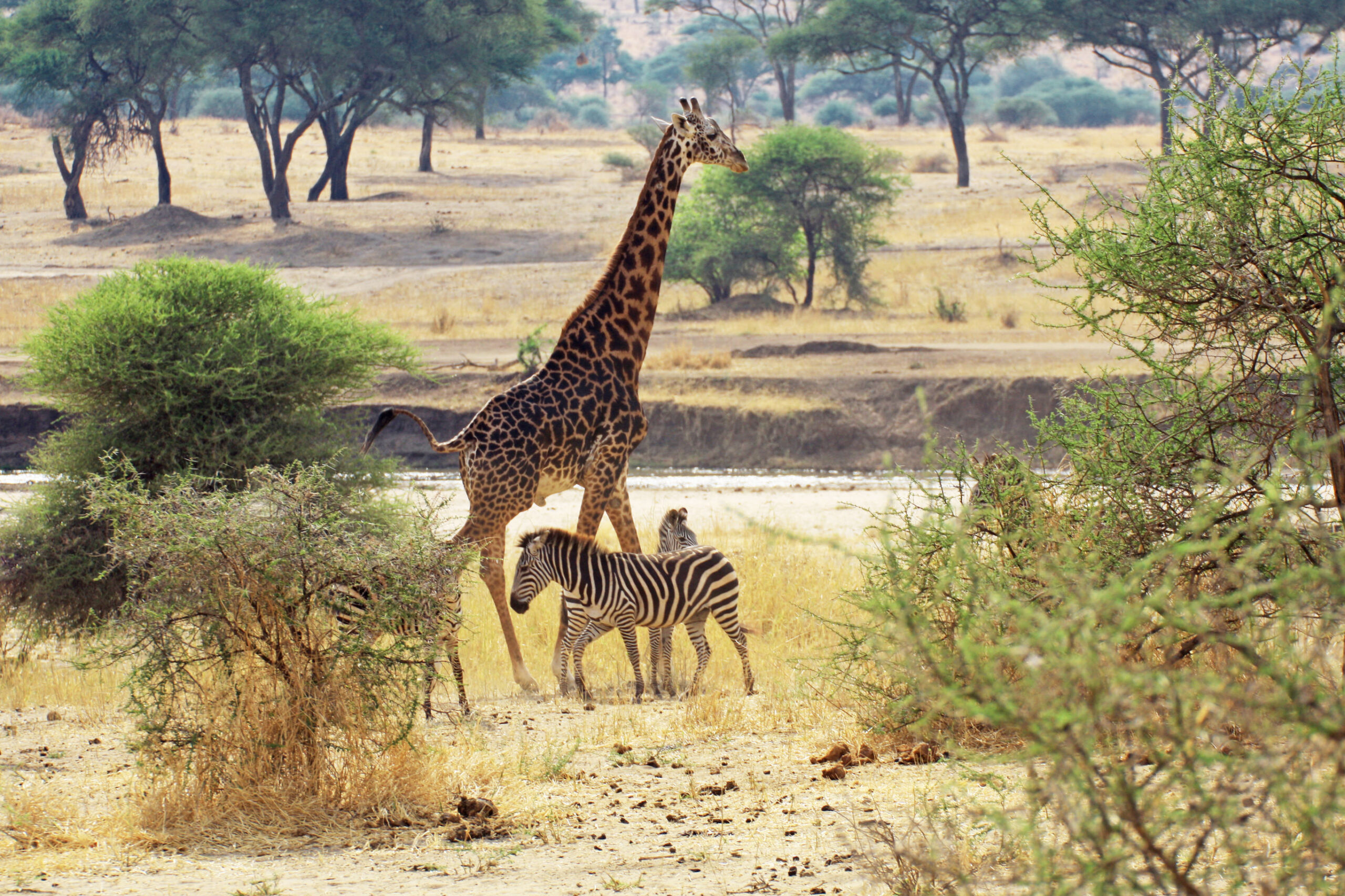 Familiesafari Tanzania