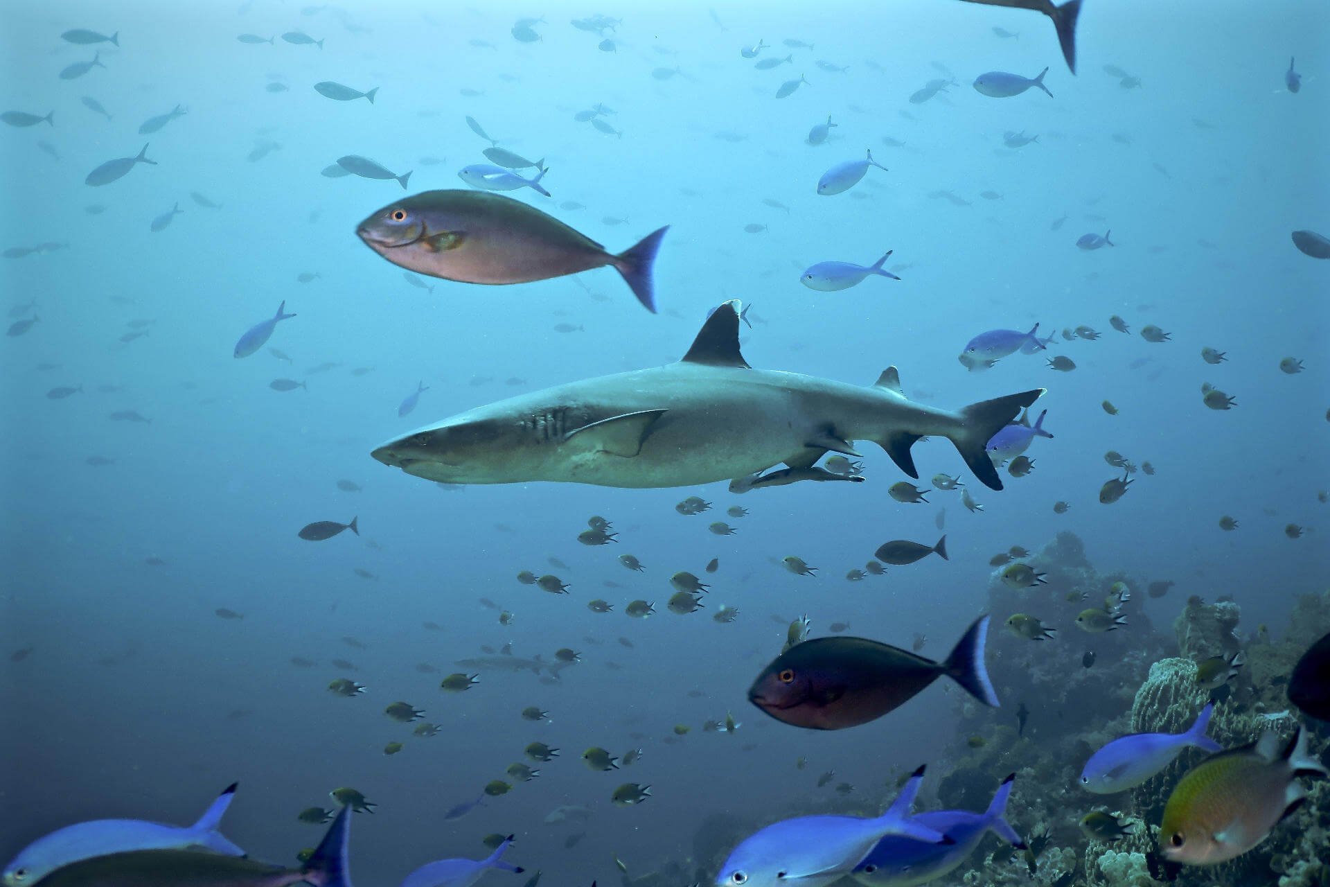 Bouwsteen 7 dagen duiken Komodo resort & Diving club