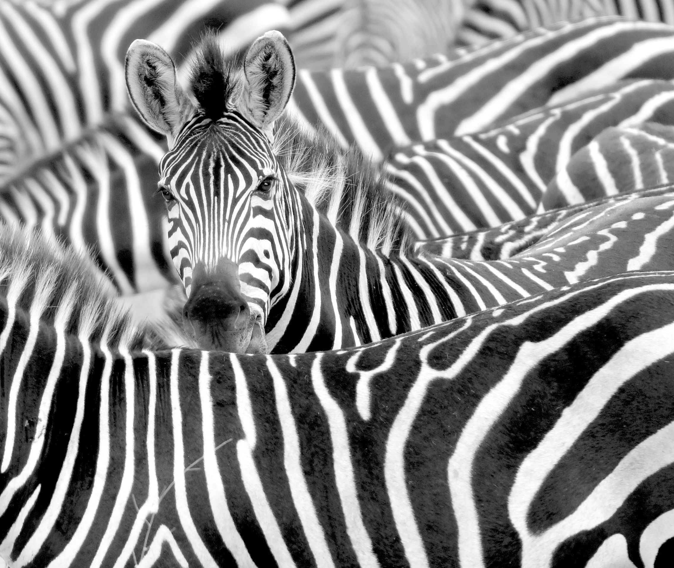 Safari Etosha naar Victoria Falls