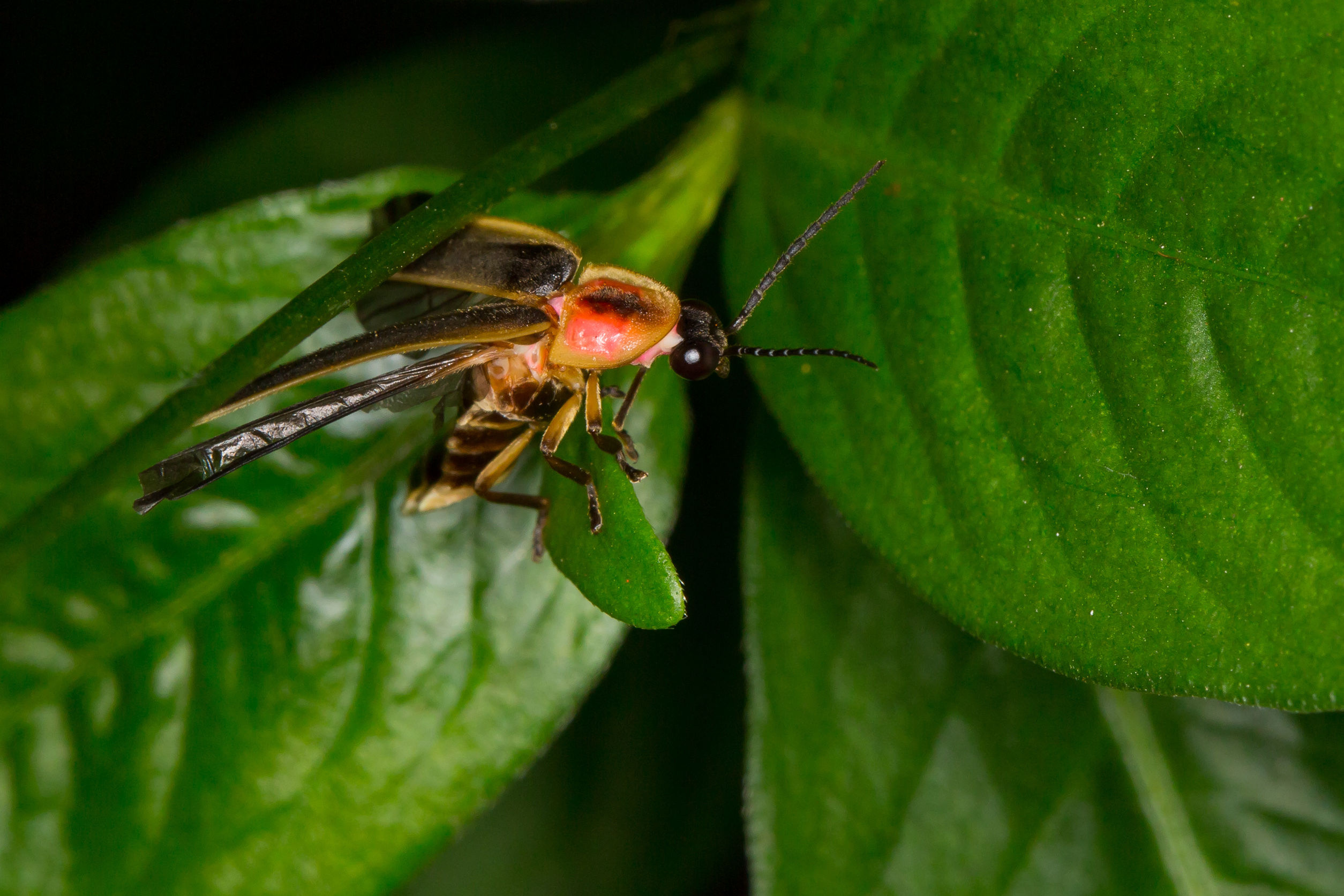 De charme van West-Maleisië