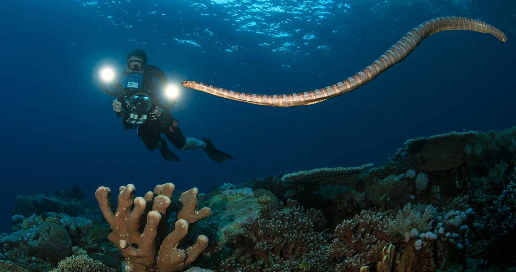 Rondreis 19 dagen duiken op Ambon en Banda