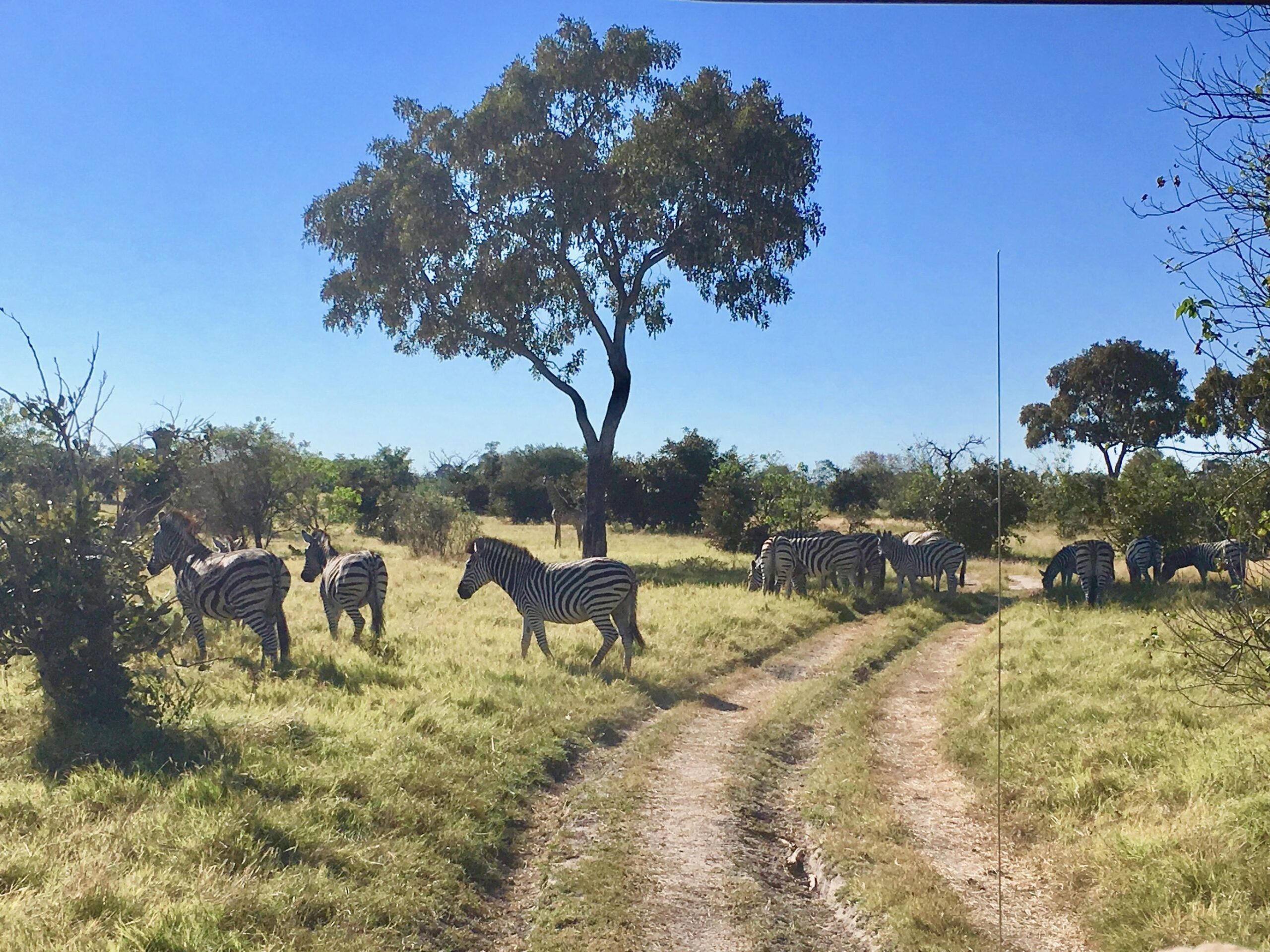 Kalahari en Okavango safari