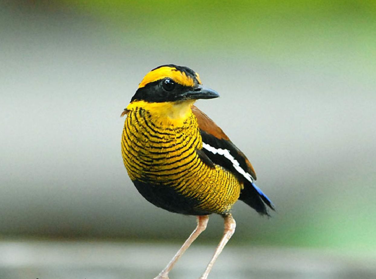 Sabah op zijn mooist