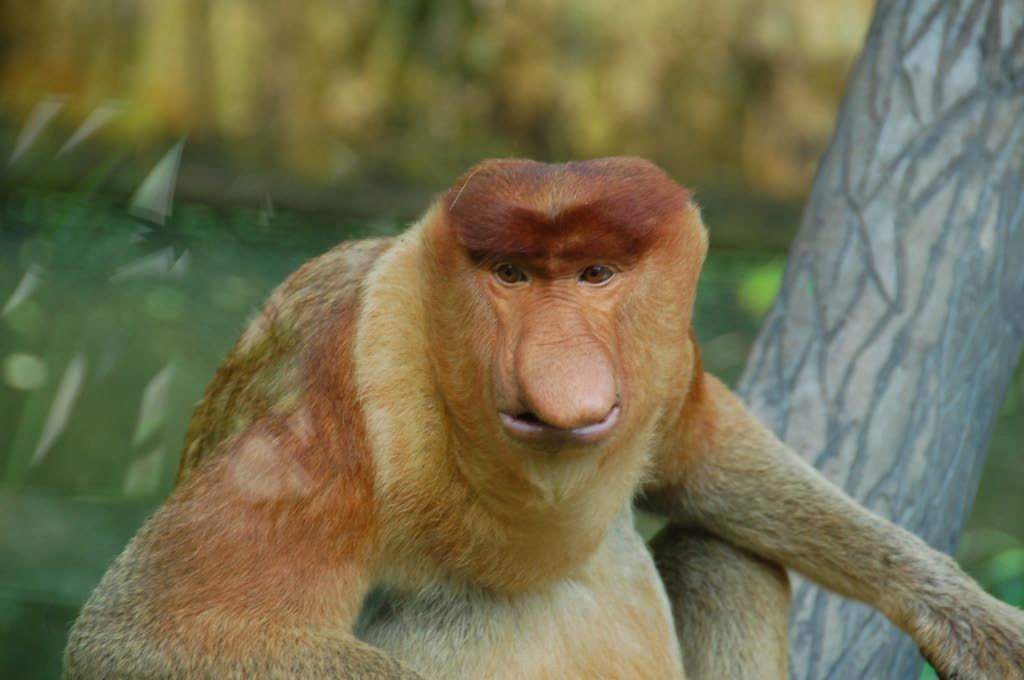 Veelzijdig Borneo en West-Maleisië
