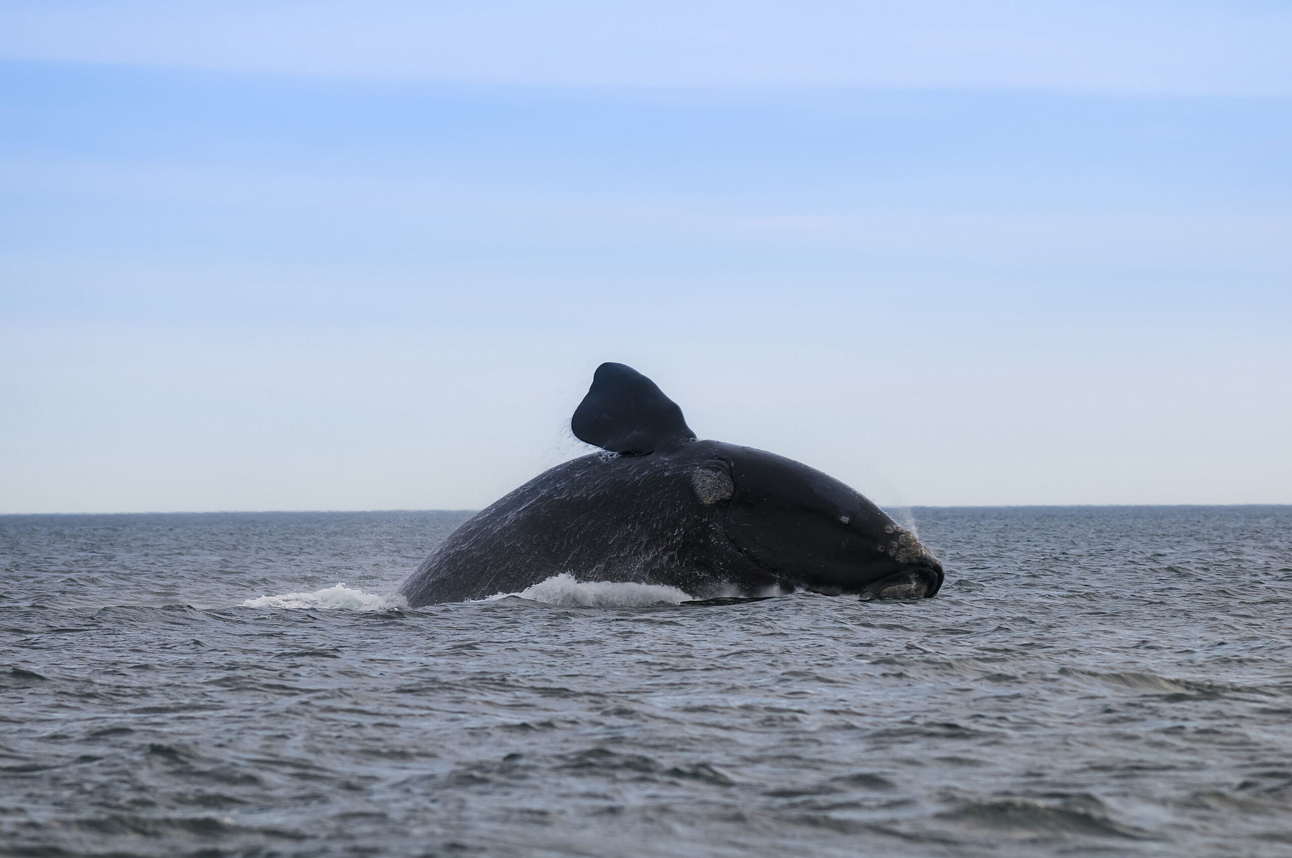 Meren en gletsjers van Patagonië