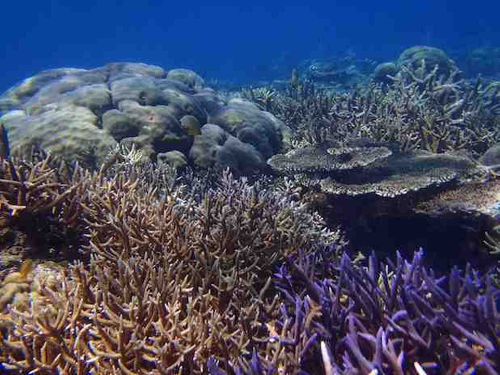 Cruise 12 dagen East Indies Exploration: Culture, Sea & Spice Maumere-Ambon