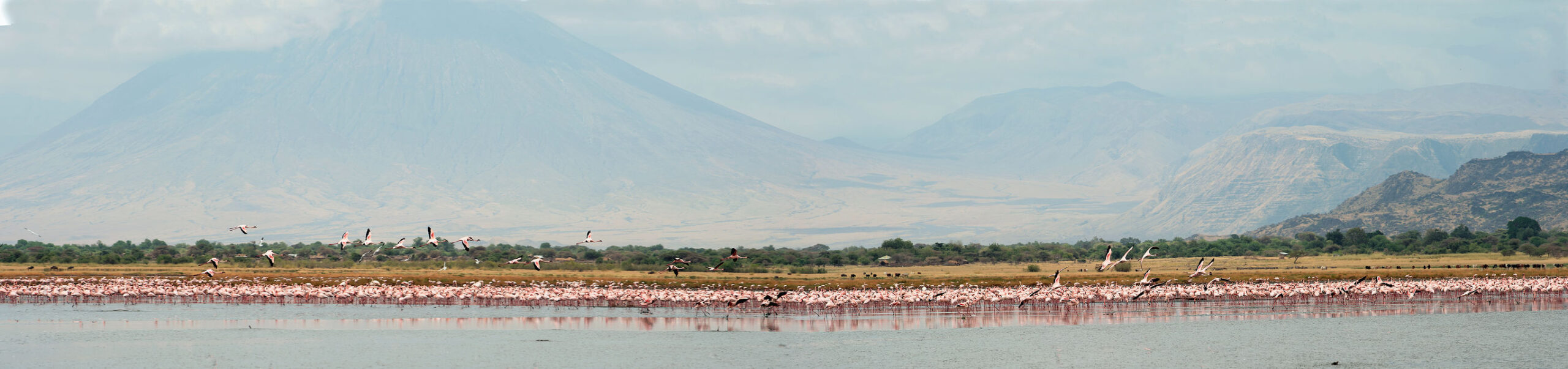 Safari Serengeti Serenade