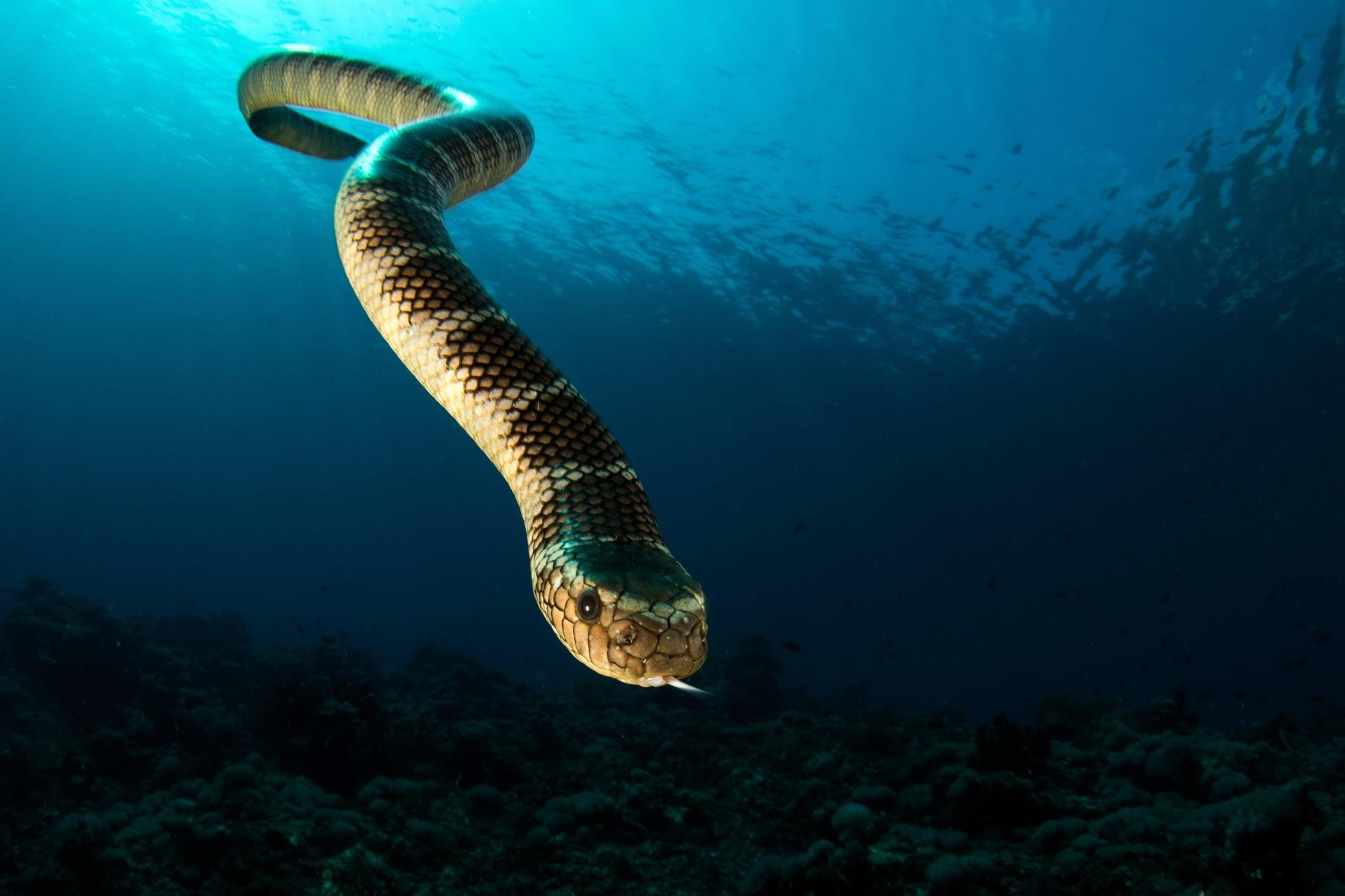 Cruise 12 dagen East Indies Exploration: Culture, Sea & Spice Maumere-Ambon