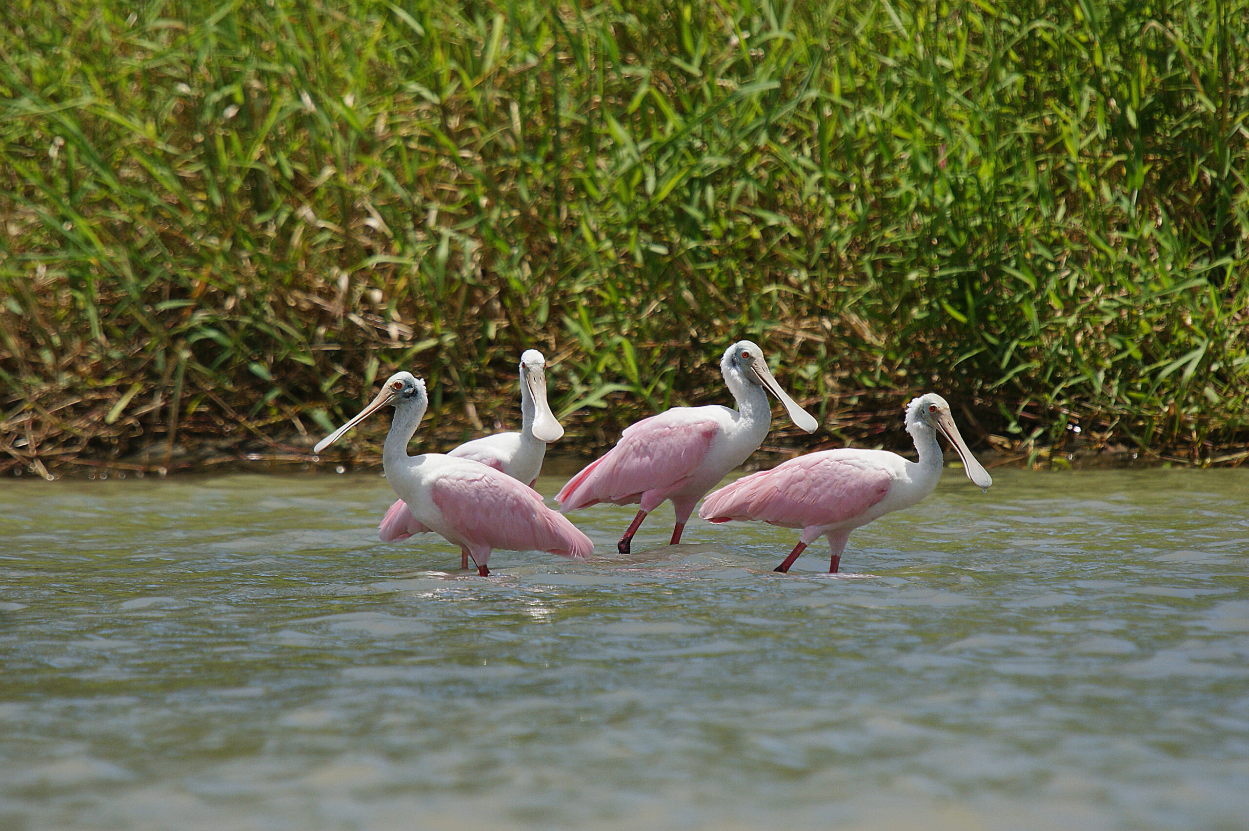 Pura Vida Costa Rica