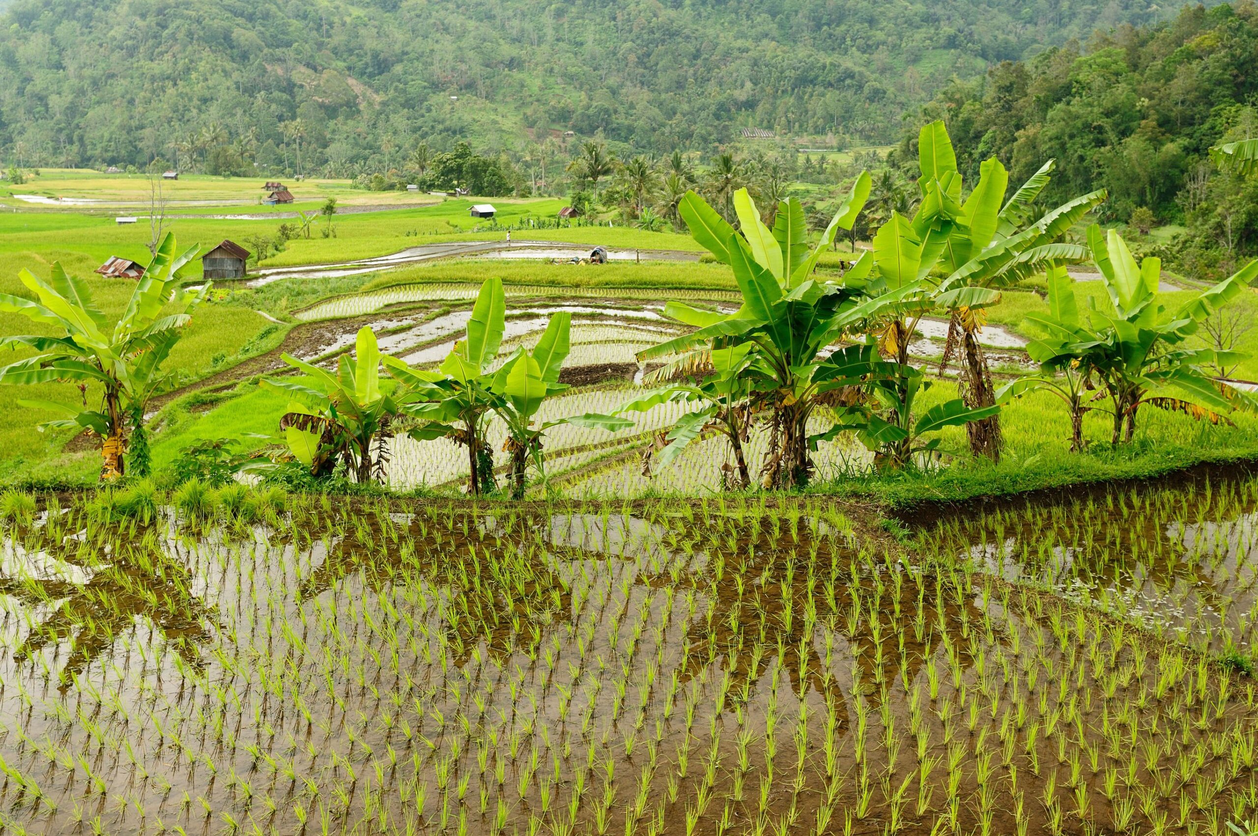 Groen en ongerept Zuid-Sumatra