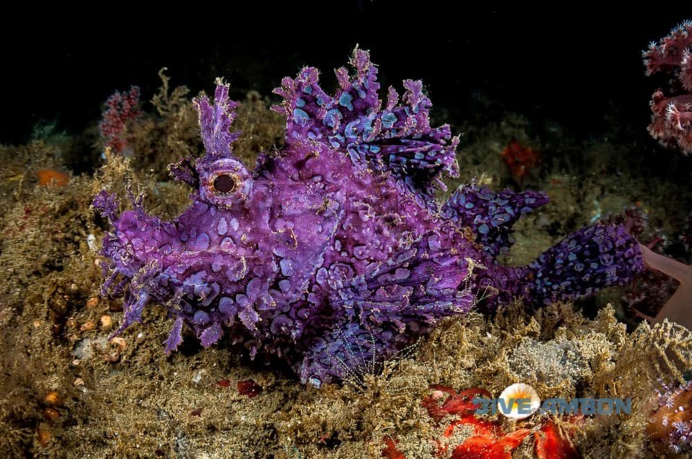 Rondreis 19 dagen duiken op Ambon en Banda