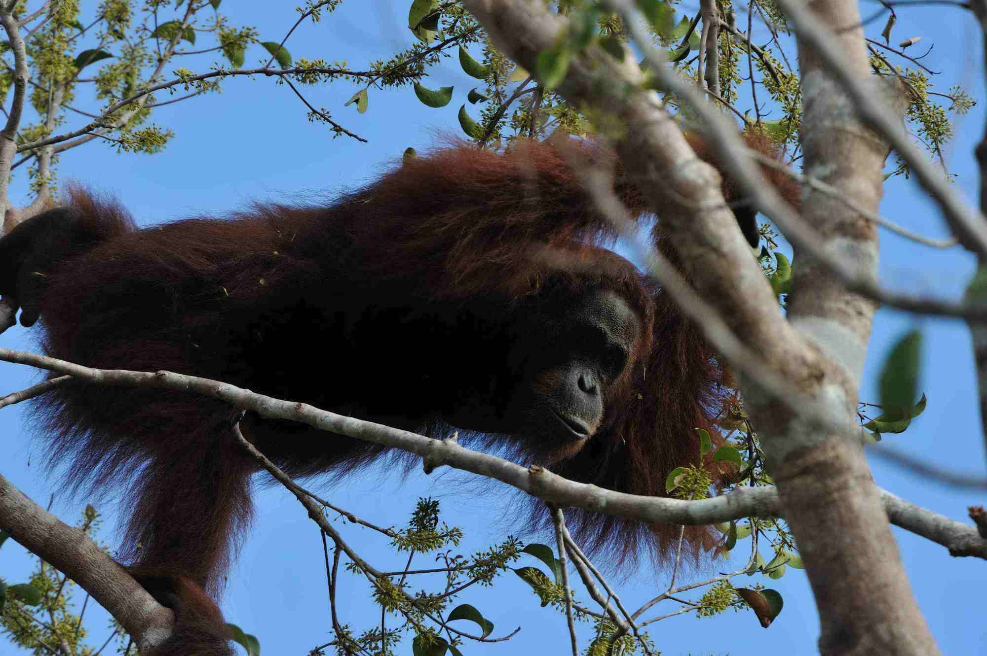 Bouwsteen 7 dagen Mystic Kalimantan – Orang oetans, Dayaks, walvishaaien en veel meer