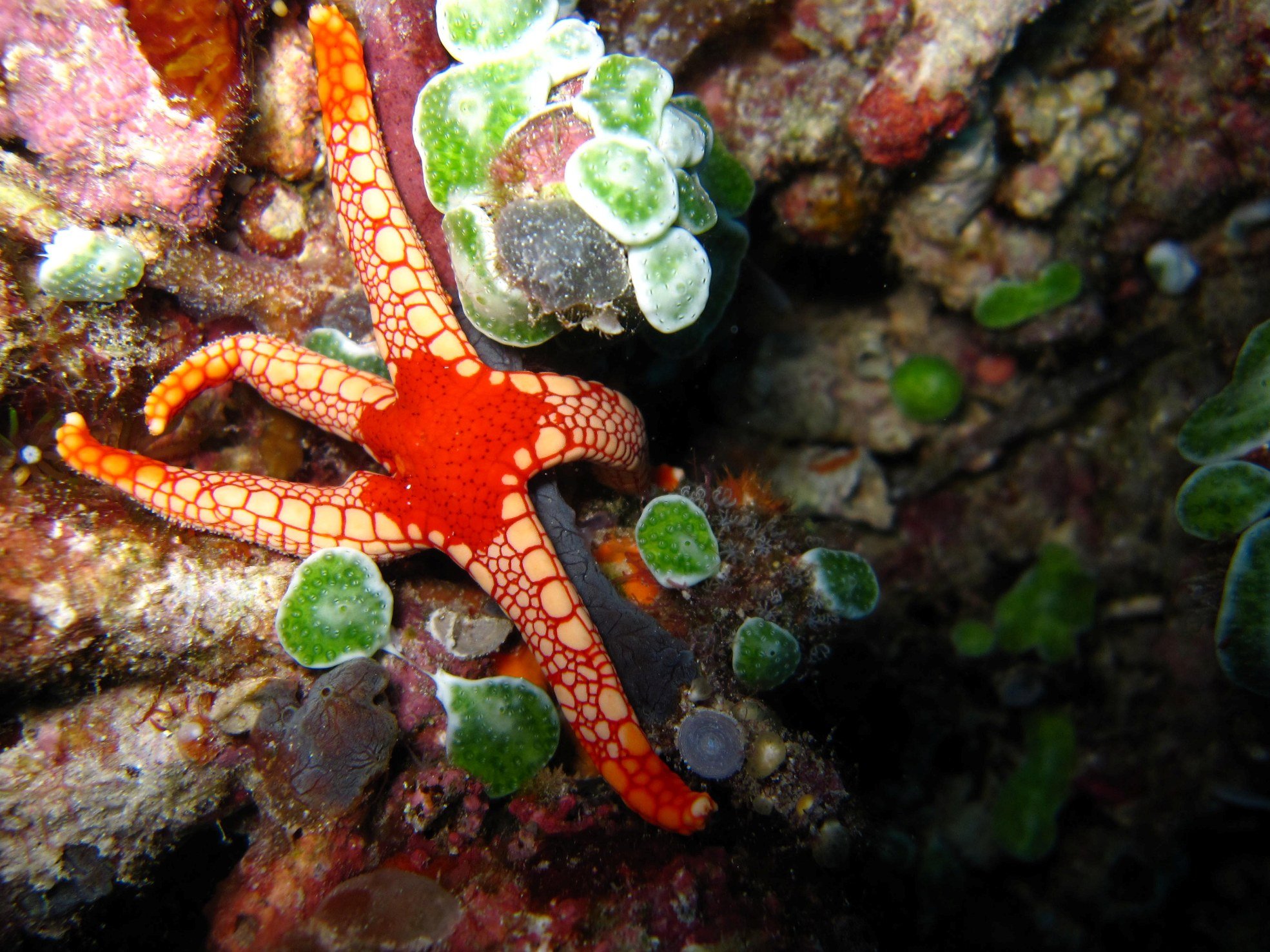 10 dagen Cruise Jewels of Raja Ampat