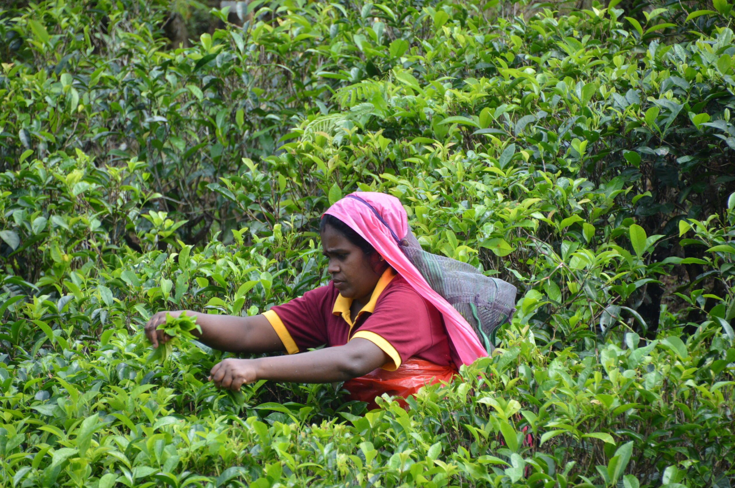Ultiem Sri Lanka met kids