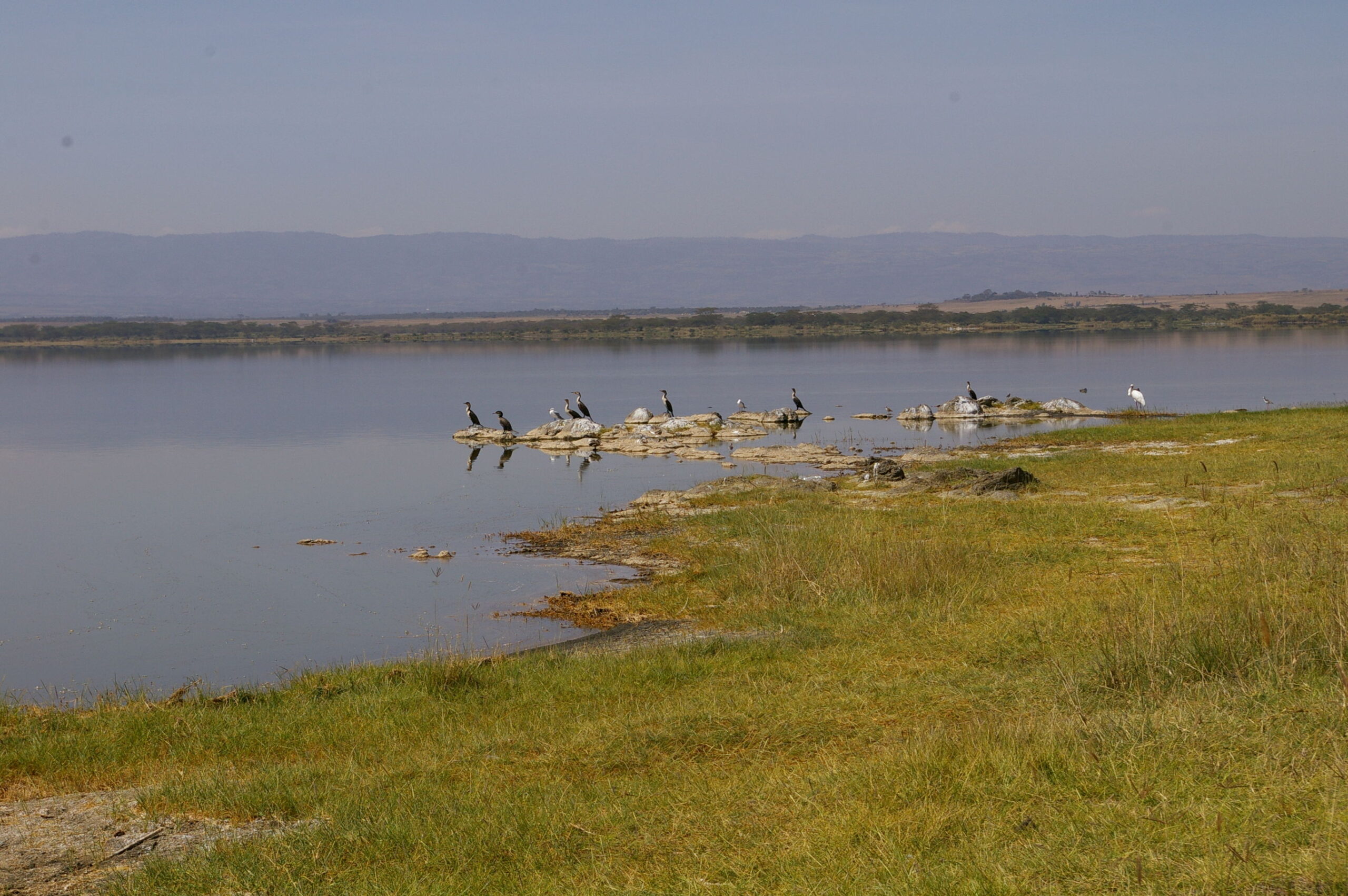 Masai Mara, Lake Nakuru, Amboseli