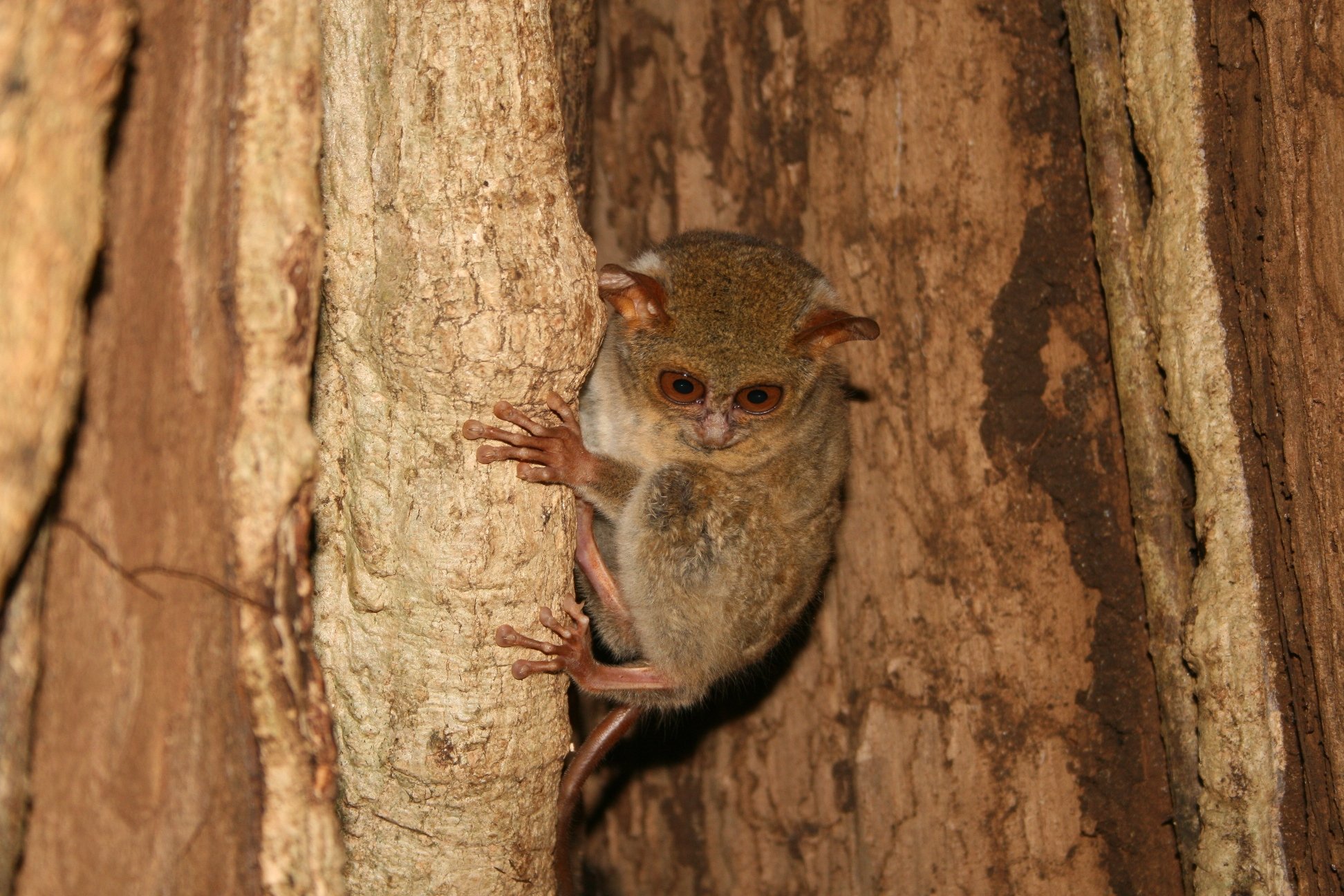 Rondreis 16 dagen duiken Bunaken en Lembeh – noord Sulawesi