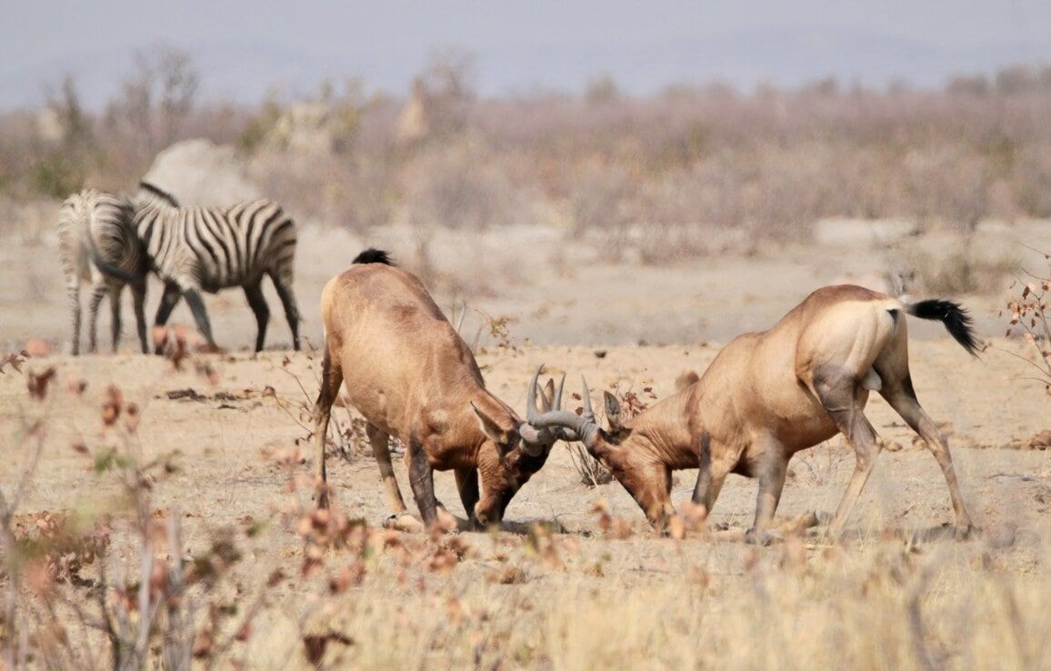 Safari Etosha naar Victoria Falls