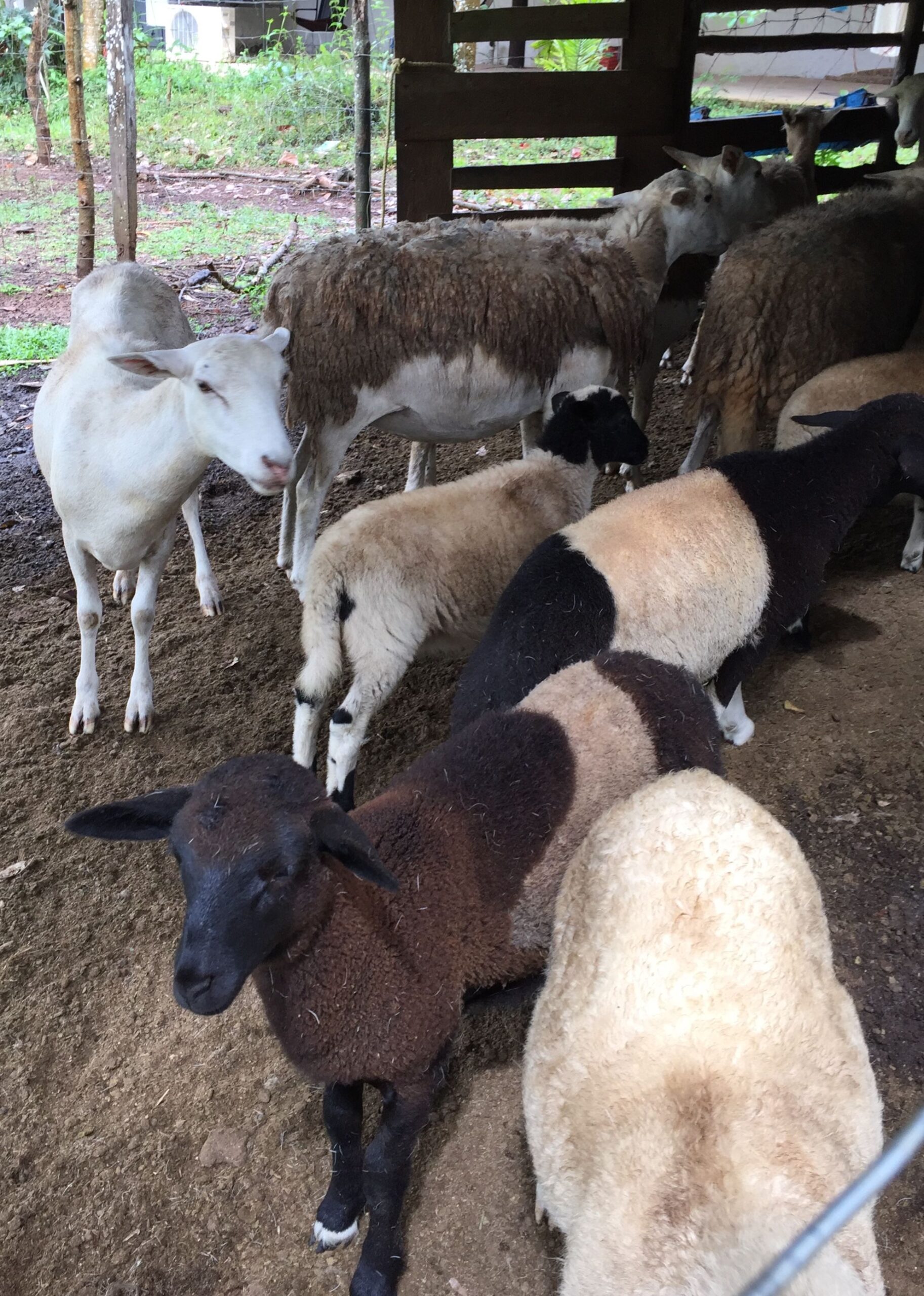 Costa Rica en Panama met de auto