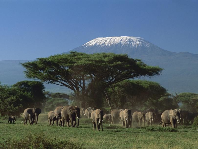 Masai Mara, Lake Nakuru, Amboseli