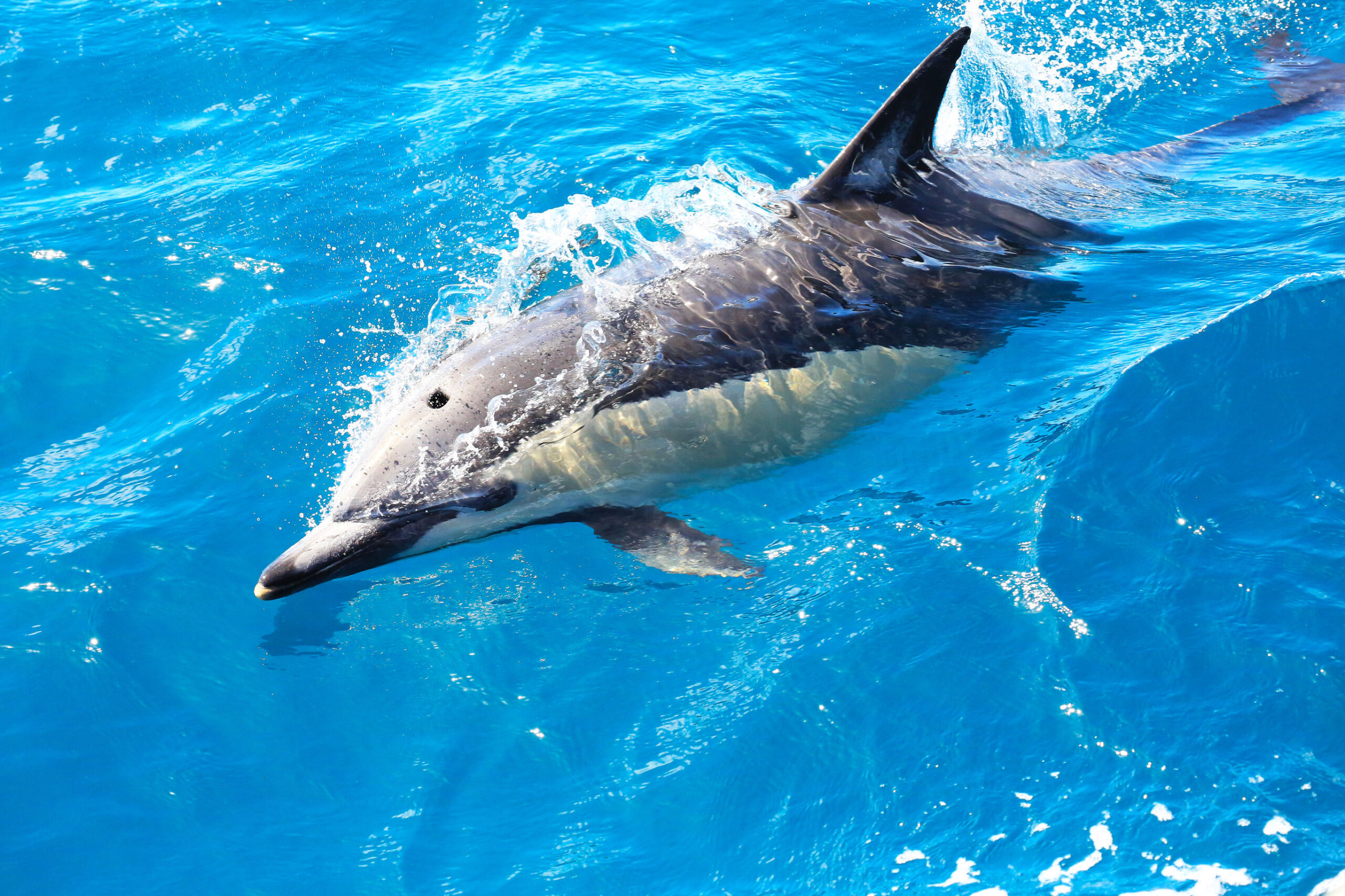 Hoogtepunten Nieuw-Zeeland