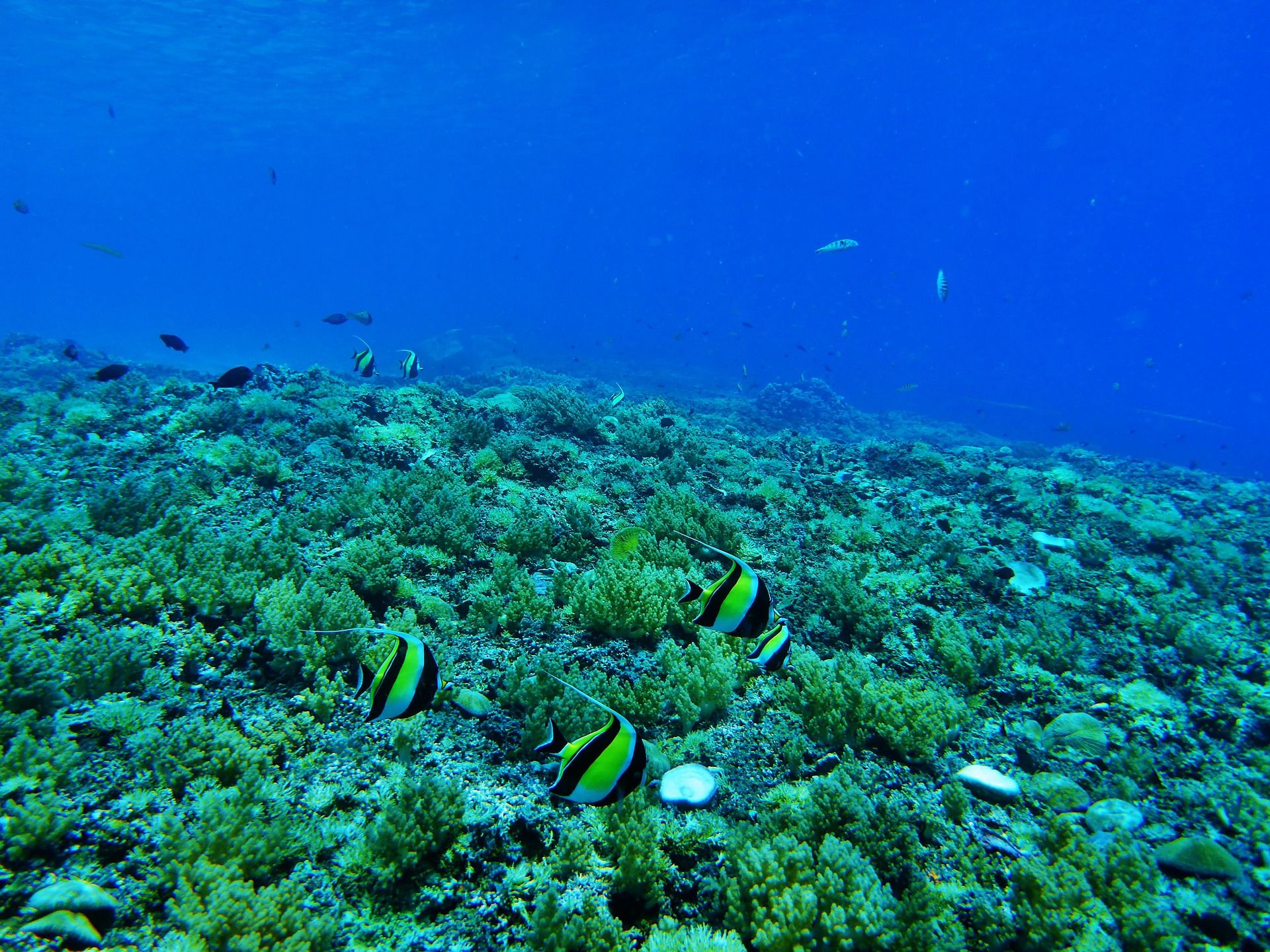 Rondje Sulawesi en Bali
