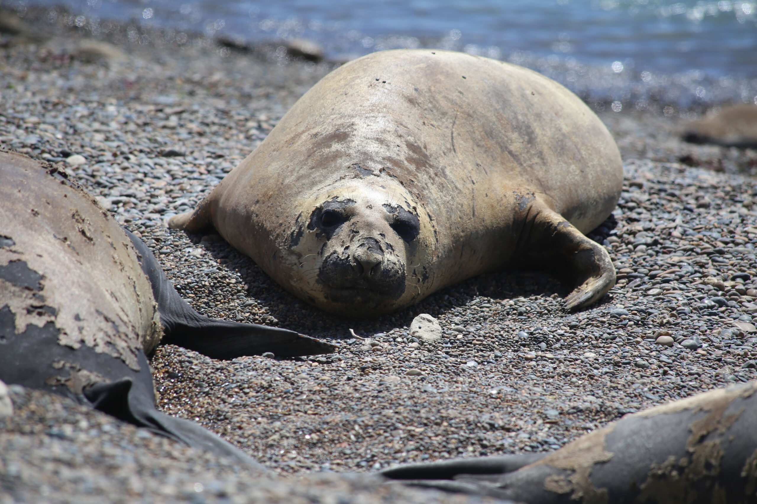 Meren en gletsjers van Patagonië
