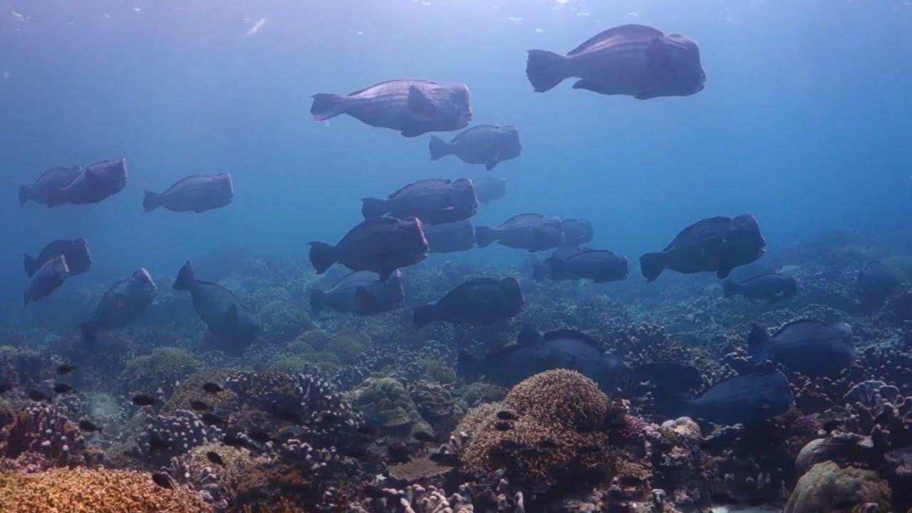 Rondreis 19 dagen duiken op Ambon en Banda