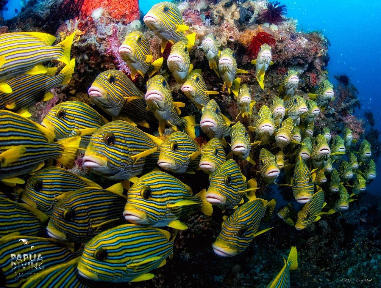 Bouwsteen 8 dagen duiken Sorido Bay – Raja Ampat
