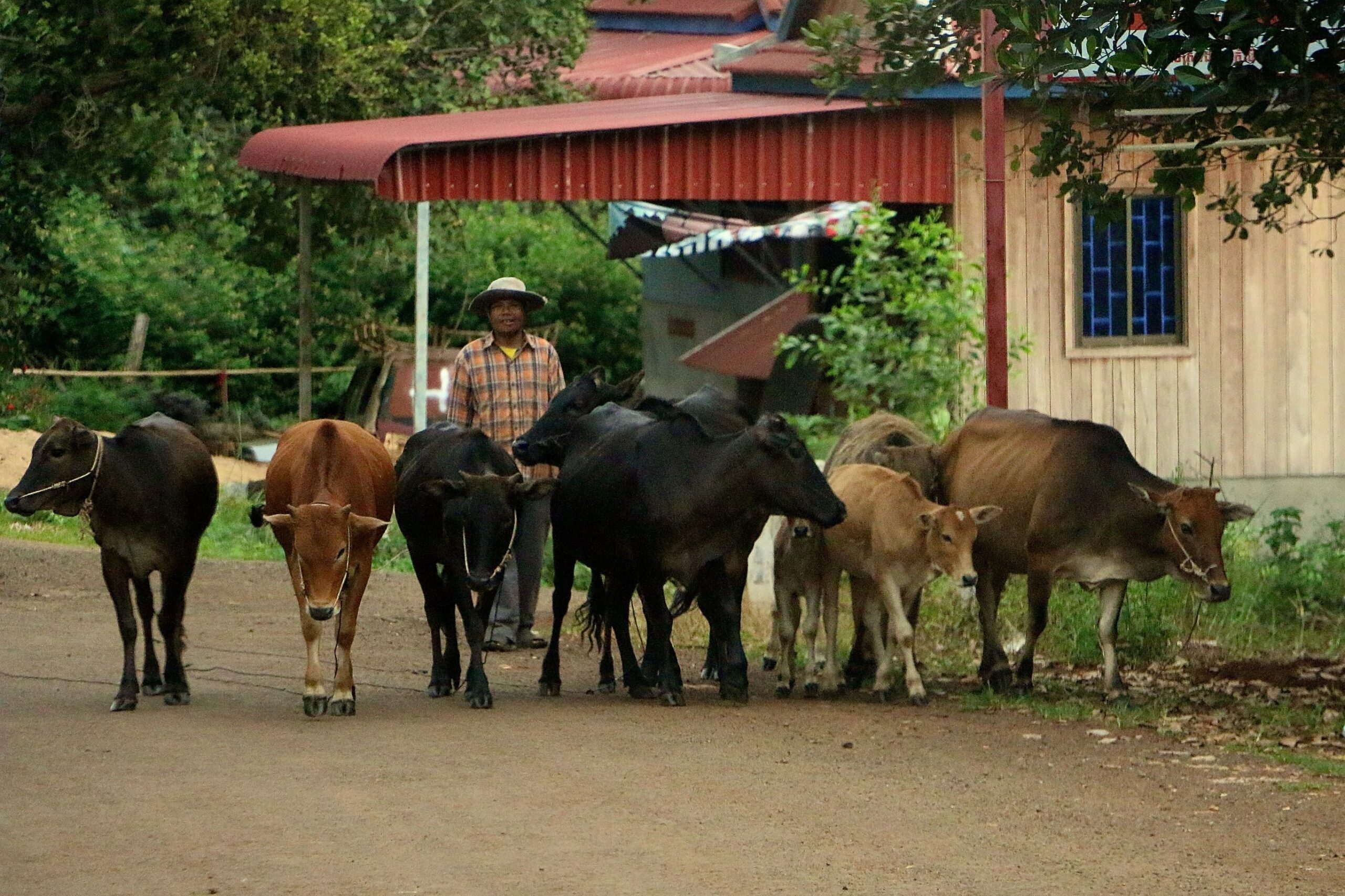 Het lokale leven in Cambodja