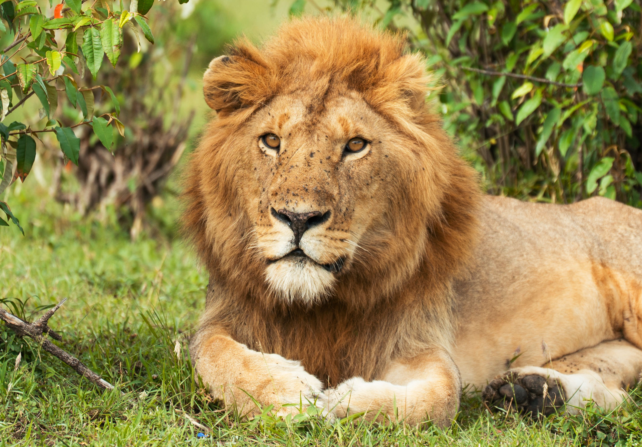 Wildparken van Kenia