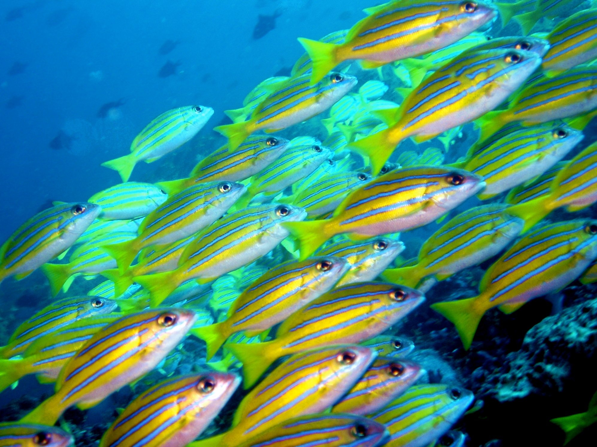 Rondreis 16 dagen duiken Bunaken en Lembeh – noord Sulawesi