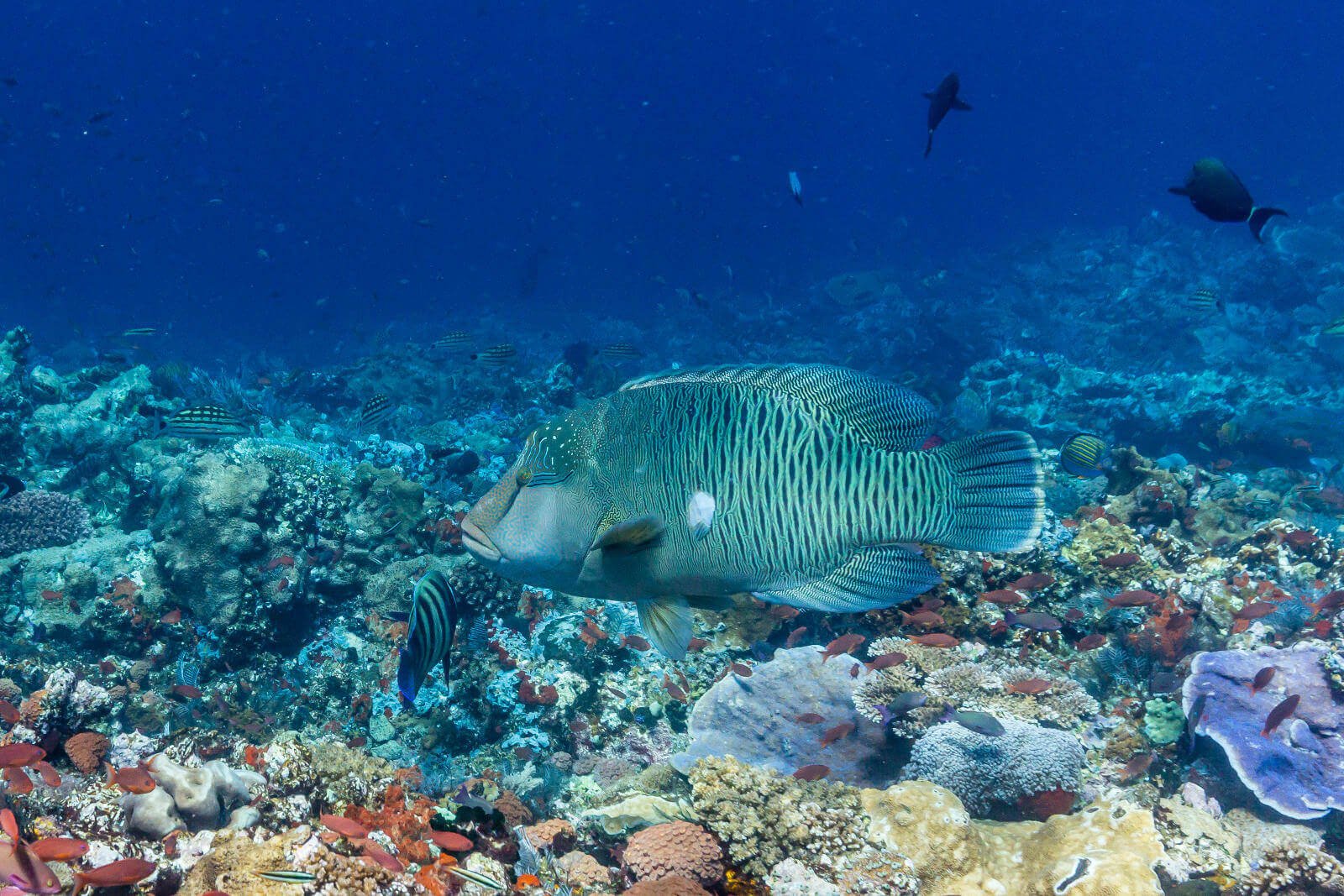 Bouwsteen 7 dagen duiken Komodo resort & Diving club
