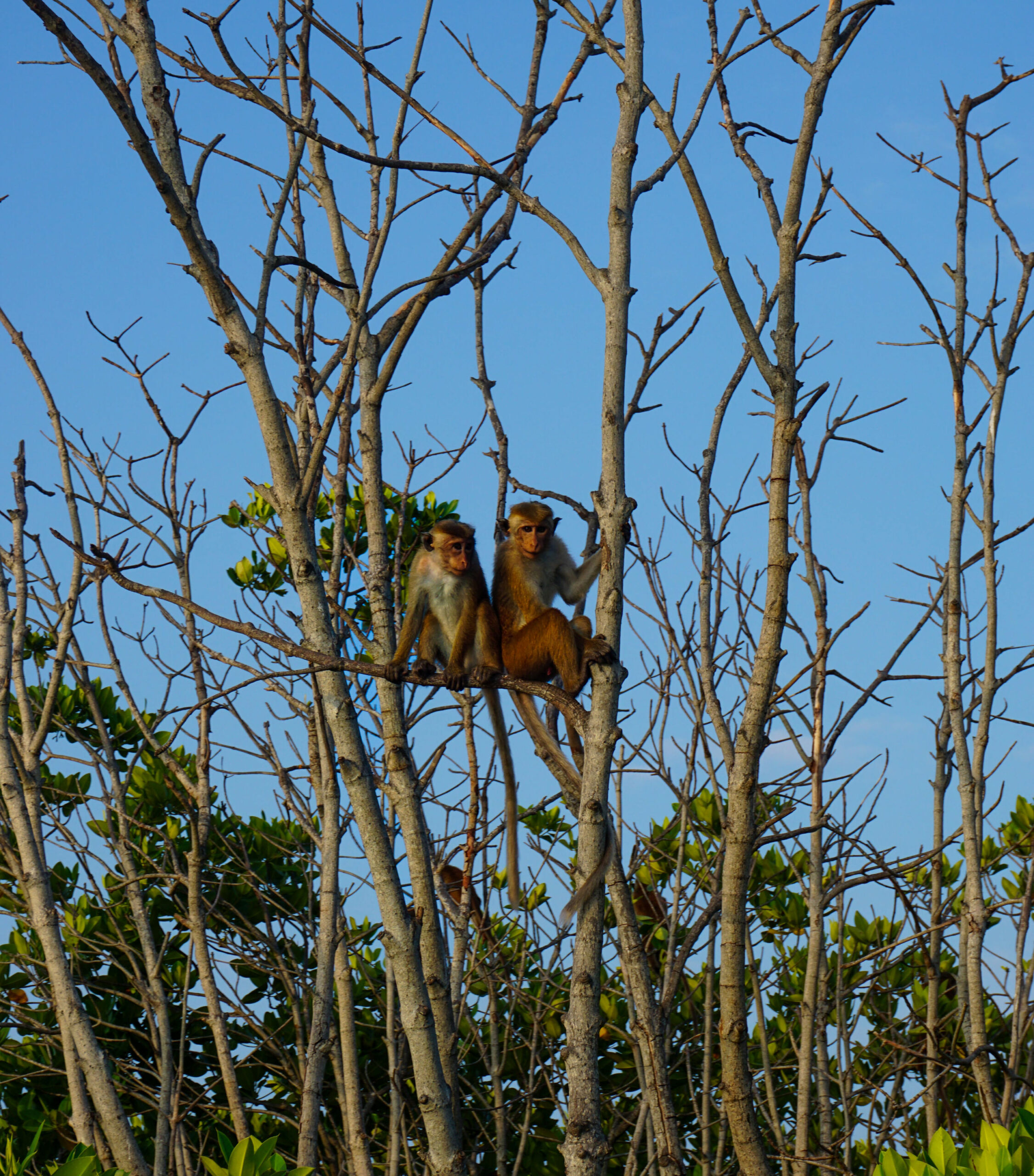Culturele schatten van Ceylon